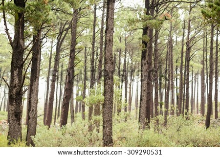 View of a forest in the mist in the nature