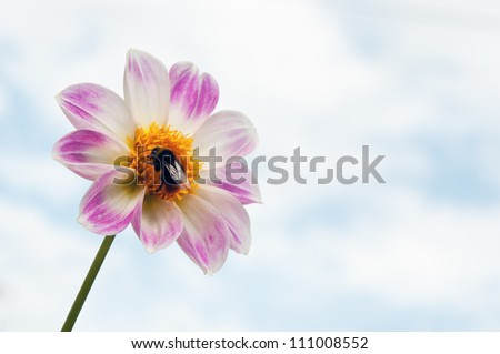 bee on flower and sky background