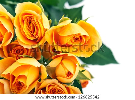 orange roses isolated on white background