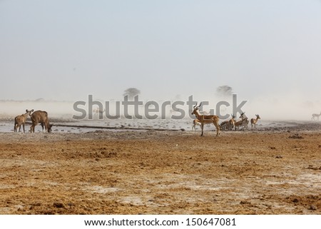 Dust storm at the water hole