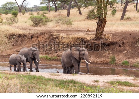 Elephants walking in the river while lions watching from the ban