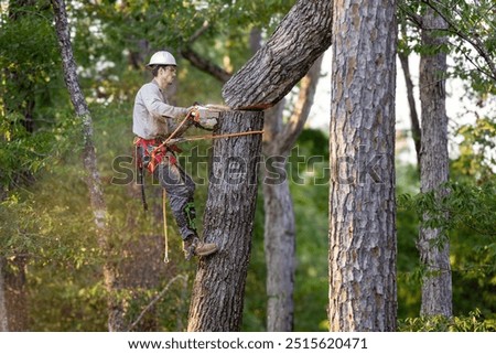 Image, Stock Photo Cutting trees using an electrical chainsaw in the forest.