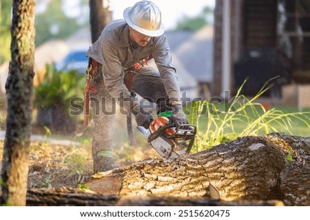 Similar – Image, Stock Photo Cutting trees using an electrical chainsaw in the forest.