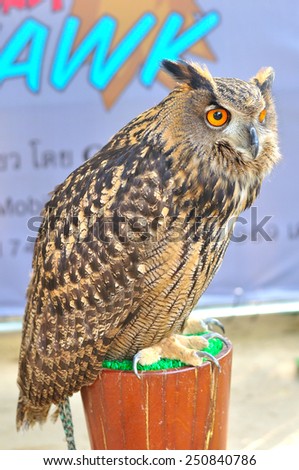 Great horned owl (Bubo virginianus) or Tiger owl, bird of prey
