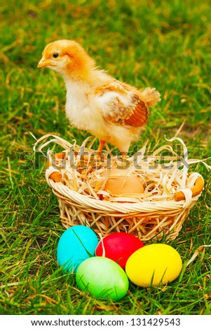 Small chicken with colorful Easter eggs outdoors at sunny day