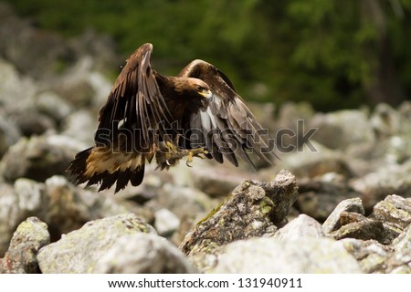 Golden Eagle landing