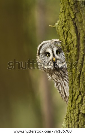 The Great Grey Owl or Lapland Owl, Strix nebulosa