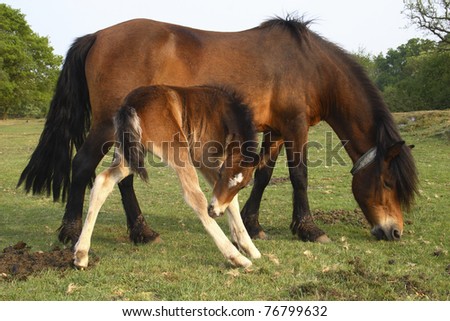 Wild New Forest Ponies in a meadow