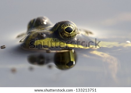 Rana esculenta synklepton, frog, green frog, fen, marsh frog, water, animal, close-up, portrait, Netherlands, heath,