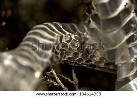 Skin of a snake in the nature Dwingelderveld, Netherlands