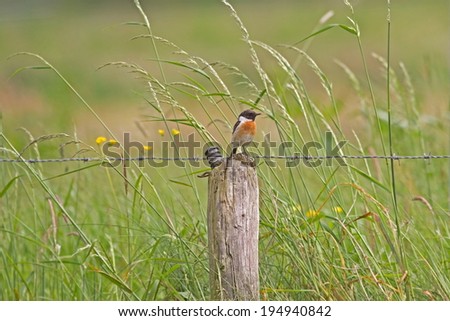 stonechat sits on the barbed wire in Hoogeveen, Netherlands