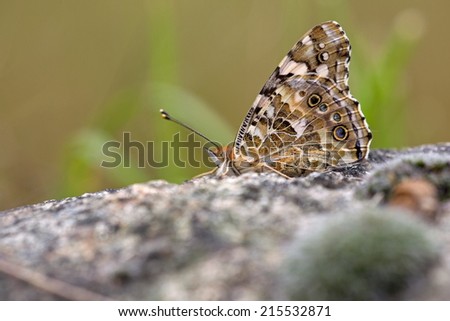 Atalanta butterfly warming up on rock, Netherlands
