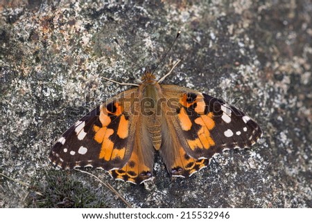 Atalanta butterfly warming up on rock, Netherlands