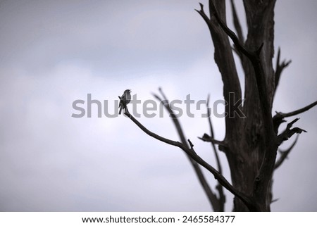 Similar – Image, Stock Photo Singing Finch Chaffinch