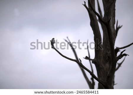 Similar – Image, Stock Photo Singing Finch Chaffinch