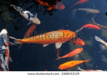 Similar – Image, Stock Photo Church at the carp pond at sunset