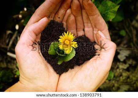 Hands holding small plant with yellow flower in soil shaped as heart