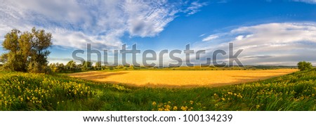 Panorama of a big summer field shined with the sun, with clouds in the sky on background