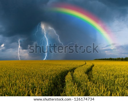 Summer landscape with big wheat field and road, thunderstorm with rain and rainbow on background