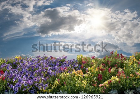 Summer landscape with flower meadow and beautiful clouds and sun in the sky
