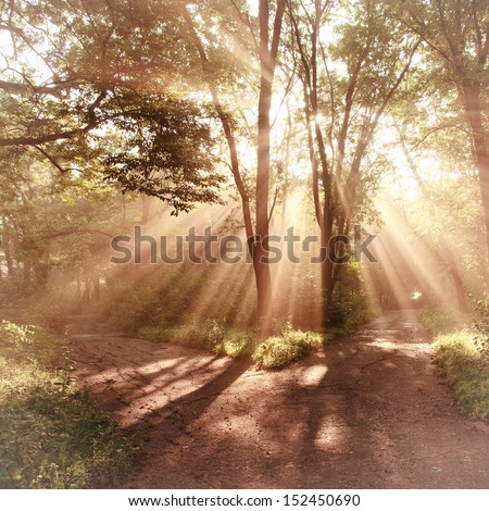Sun rays shining through branches of trees, vintage landscape