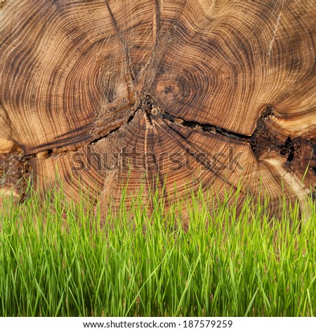 Background with grass and close up cross section of tree trunk showing growth rings