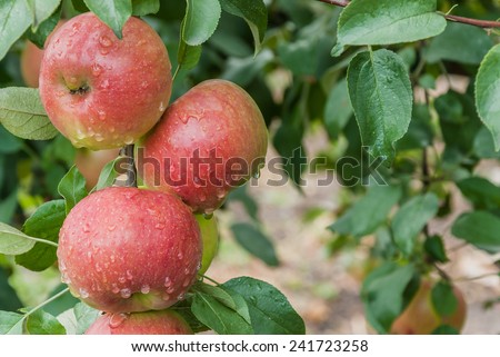 Ripe red apples on a branch with raindrops, selective focus