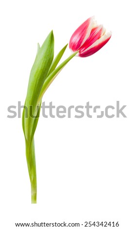 Beautiful tulip flowers isolated on white background