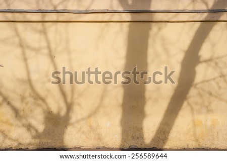 The shadow of the trees on wall