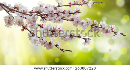 Spring branch with sunny flowers, nature background