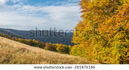 Autumn panorama with golden forest
