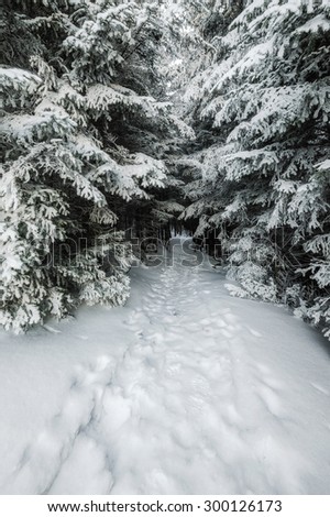 Footpath in snowbound forest, winter fairy tail