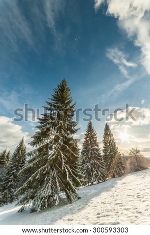 Fairy winter forest with snow-covered fir trees and a beautiful blue sky