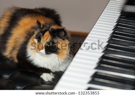 Beautiful cat sitting near piano