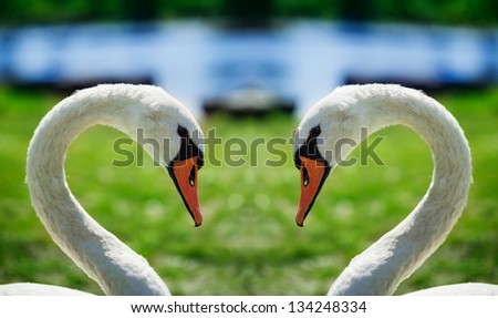 Close up of two swans in love