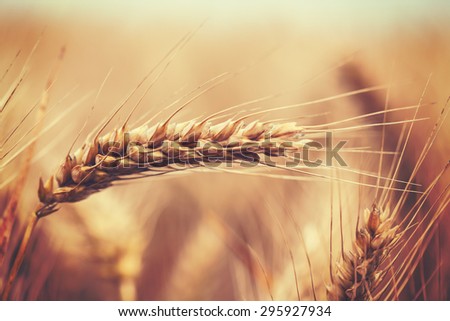 This is close up image of ripe wheat field swinging on wind. Image is contrasty, vignette was added. Image is cross processed, and has Instagram look
