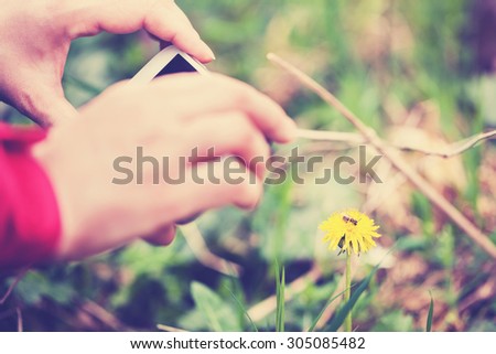 Close up of woman in red jacket taking photo of bee on dandelion flower with smartphone- only dandelion, smartphone and one hand are visible; selective focus, shallow doff