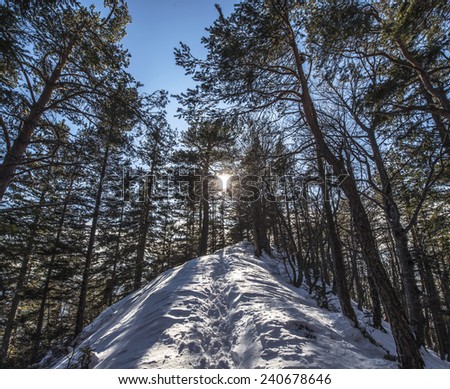 Sun in the winter forest with hikers. Hiking in the winter forest covered with snow, while sun is penetrating the forest.