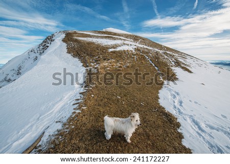 Hiking in the winter hills and mountains. Outdoor activity on a clear and sunny day. Vast forests and meadows covered with snow. Dramatic scenery in the Julian Alps. Dog in front.