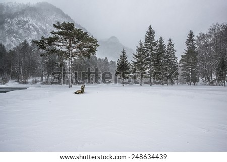 Beautiful winter scenery by the lake and the River. Heavy snow and blizzard is giving the scenery a unique appearance and look. Bench is the resting place near the tree with bridge behind.