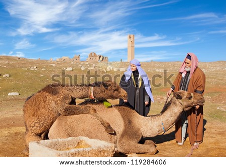 camel playing with her baby, the back side of old Harran University,