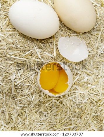 big egg with double yellow isolated straw background (country egg)