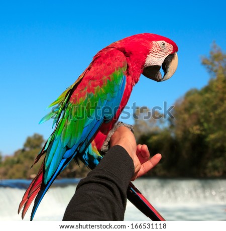 colorful parrot in waterfall background