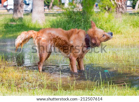 dog mix shaking off water after swimming
