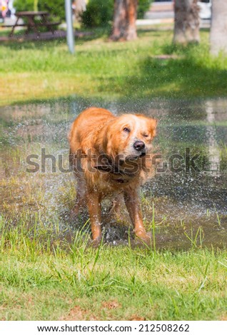 dog mix shaking off water after swimming