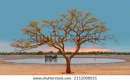 Similar – Image, Stock Photo Etosha National Park Namibia Safari Savanna Desert Acacia Tree Clouds Steppe Africa Background Distance