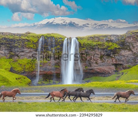 Similar – Image, Stock Photo Icelandic horse chestnut