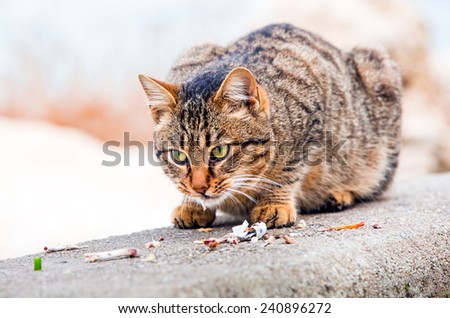 Stray cats eating scraps of chicken
