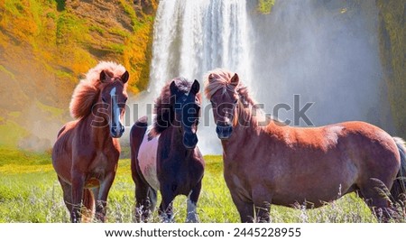 Similar – Image, Stock Photo Icelandic horse chestnut