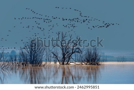 Similar – Image, Stock Photo Cranes in group flight in front of a blue sky with clouds